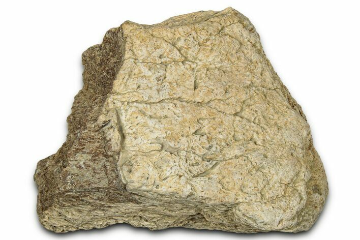 Dinosaur (Triceratops) Frill Shield Section - Montana #348060